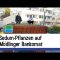 Sedum-Pflanzen auf Mödlinger Bankomat