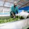 Wien und NÖ bilden kenianische Landwirte aus