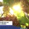 Weinviertel plant Ausbau zur Kurzurlaubs-Destination