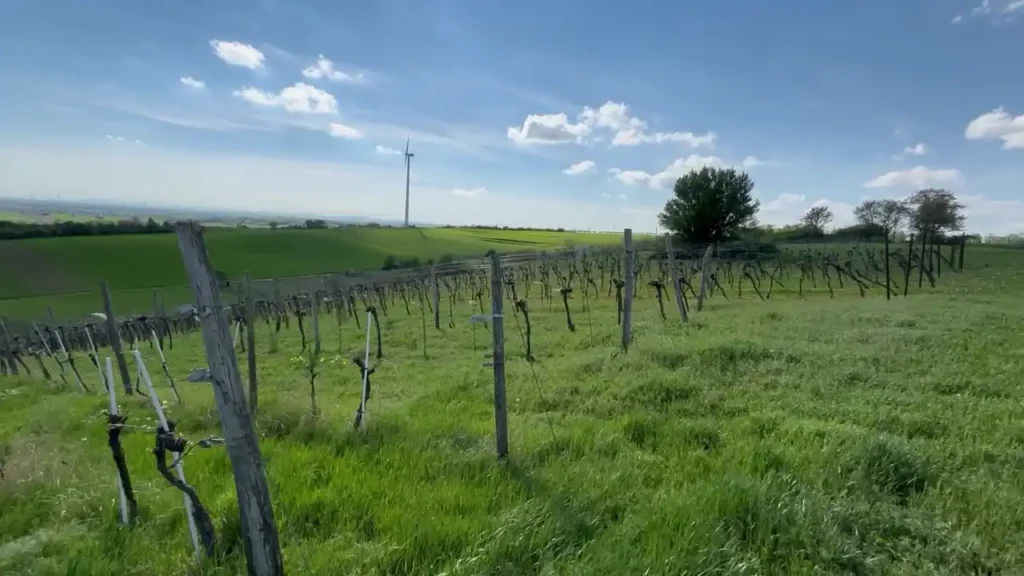 Weinviertel Tourismus Matzen