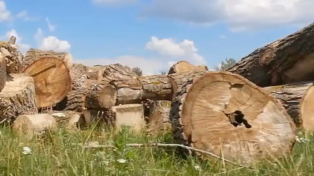 Holzindustrie
