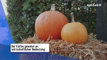 Kürbisse aus dem Weinviertel besonders gefragt