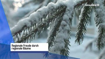 Christbäume aus der Region stärken Wirtschaft