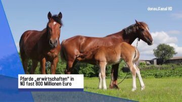 NÖ Wirtschaft: Das Pferd hat sich bewährt