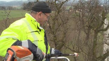 Streuobstpflege rettet die Baumriesen im Mostviertel