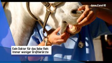 Tierärztemangel am Land: Bauern unter Druck