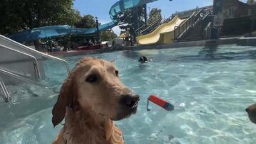 Hundebadetag in Mödling: Ein Becken für die Vierbeiner!