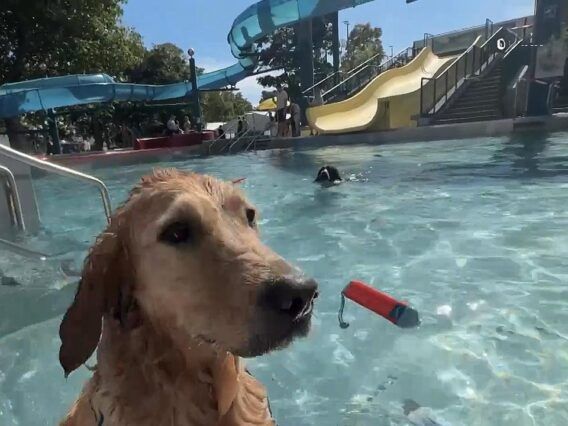 Hundebadetag in Mödling: Ein Becken für die Vierbeiner!