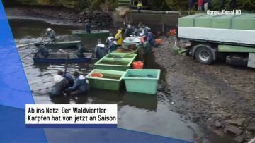 Karpfensaison im Waldviertel: Start am 24. Oktober!
